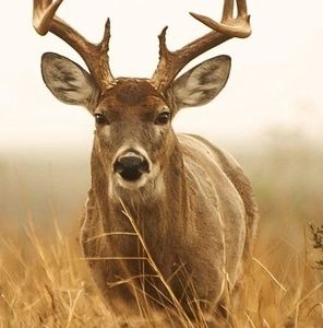 Meet your Posher, Graham